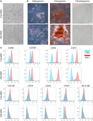 Improving the immunomodulatory function of mesenchymal stem cells by defined chemical approach